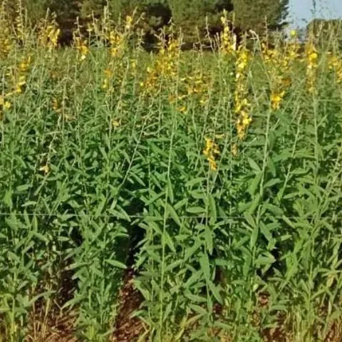 thumbnail for publication: Hemp Fertilization: Current Knowledge, Gaps and Efforts in Florida: A 2020 Report